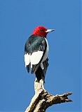 Red-headed Woodpecker